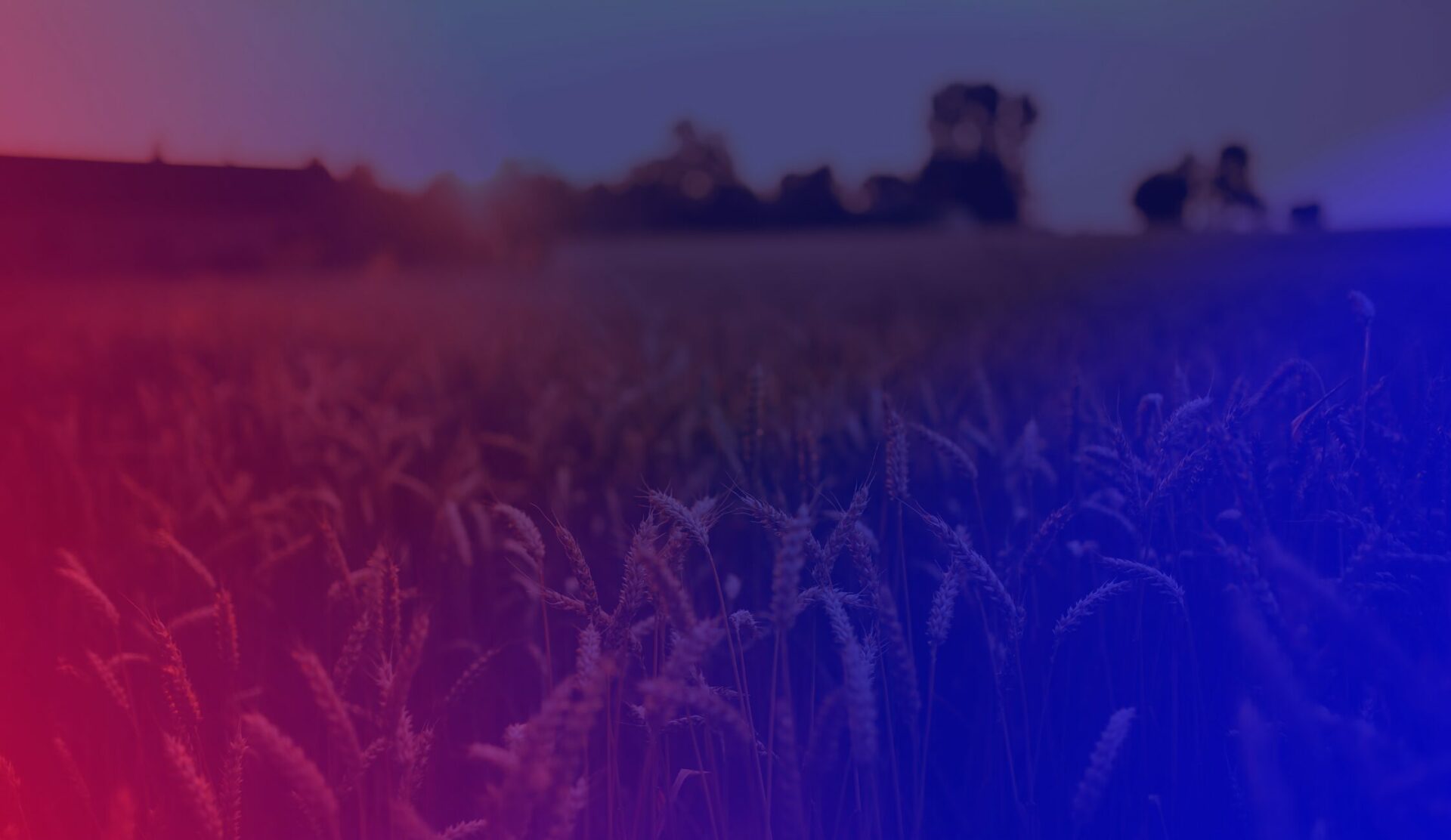 Field of wheat with colour overlay